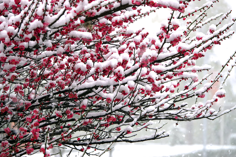 1.雪白梅红花千树.jpg