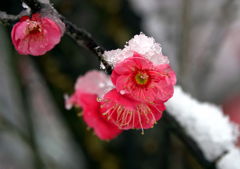 13.花开并蒂同白首.jpg