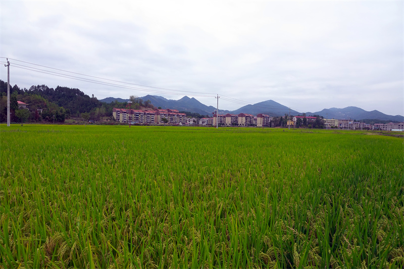 16.田野.jpg