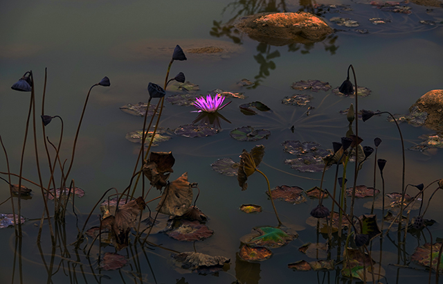 2.一池一花一世界.jpg