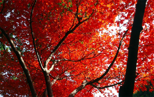 平林尽日霜风劲，枫叶翻丹似落花。.jpg