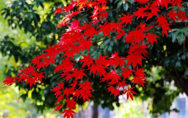 重来记取深秋后，烘染殷红待我看。.jpg