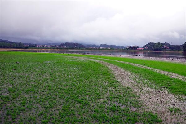 15.草色青青.jpg