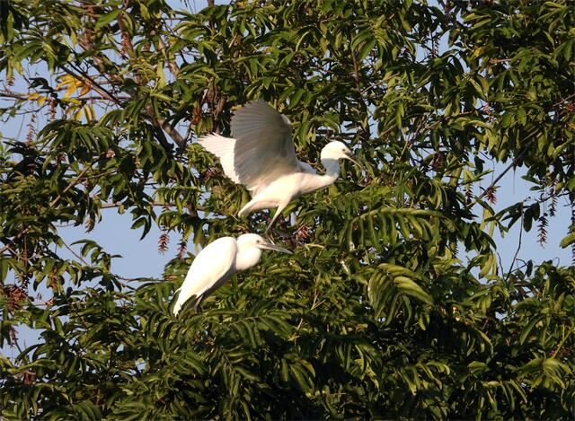 14.白鹭秋阳.jpg