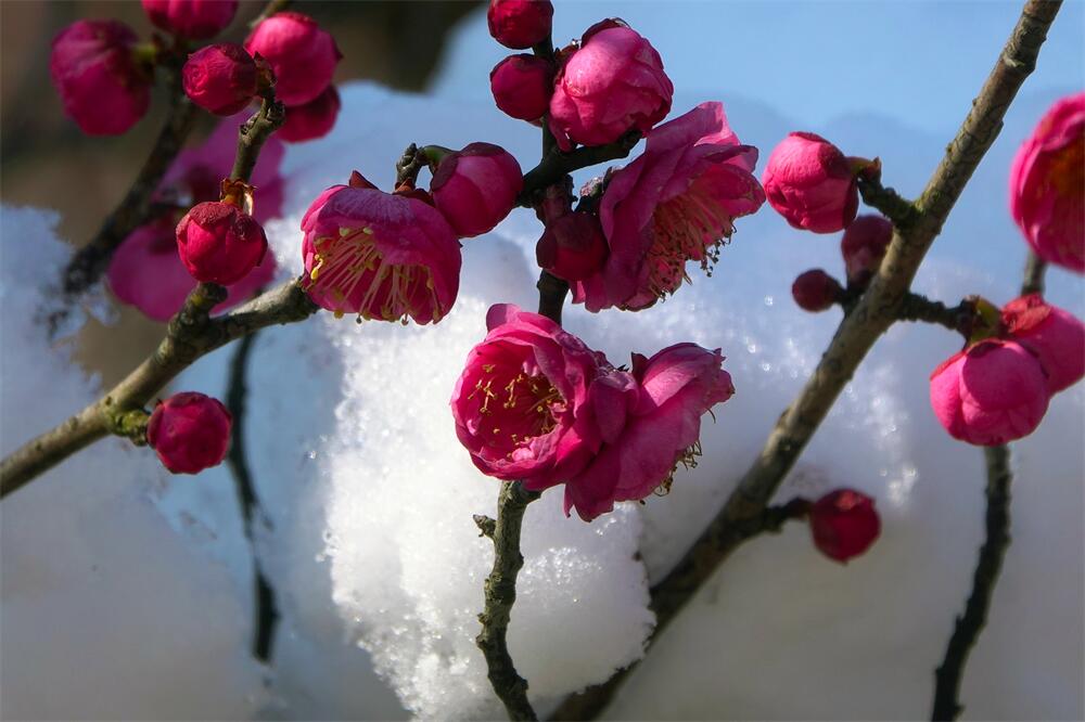 5.枝上梅花侵雪暗.jpg