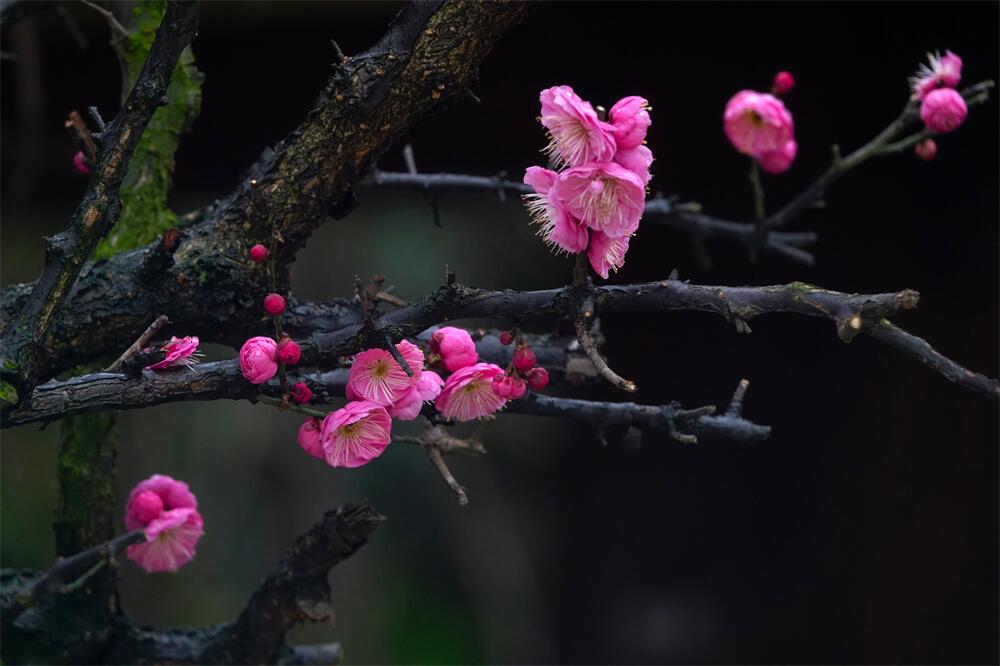 春雨流芳 (1).jpg
