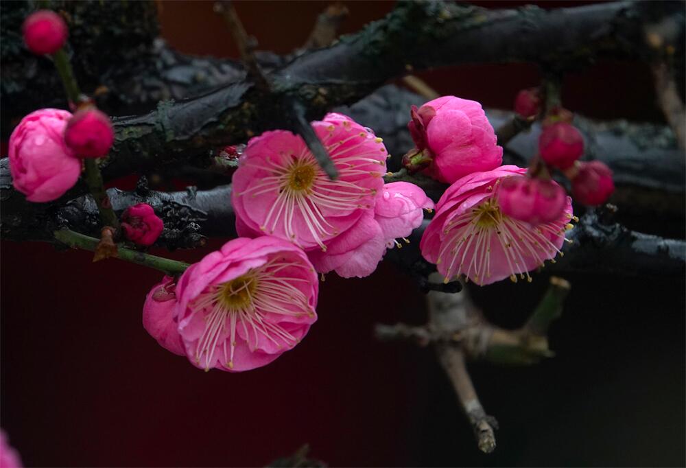 春雨流芳 (2).jpg
