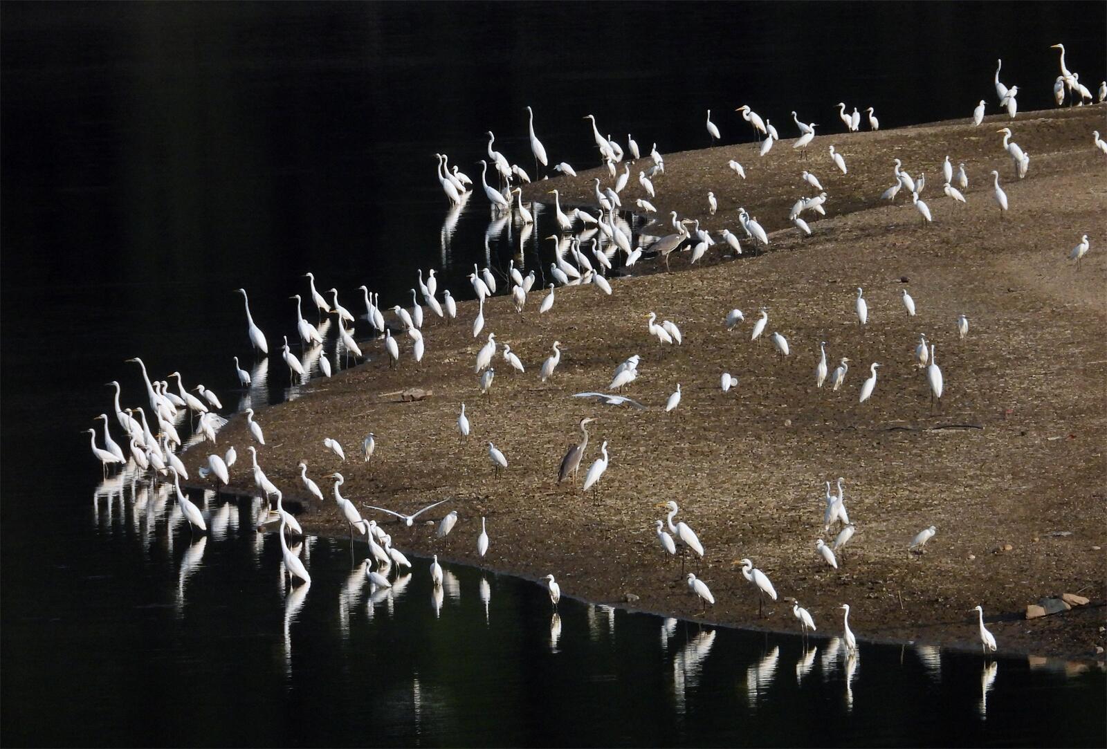 6.龙湾鹭军.jpg
