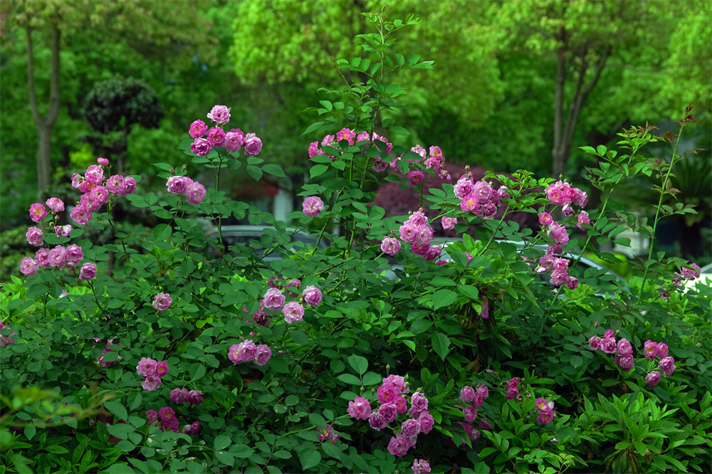 2.花红叶绿.jpg